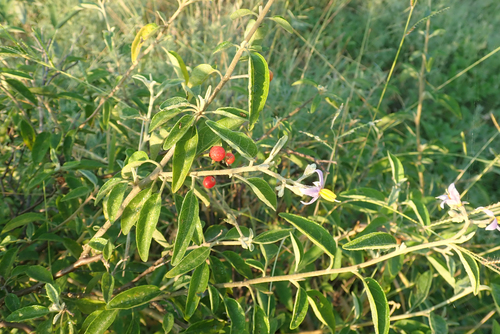 Solanum tettense image