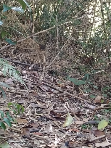 Chucao Tapaculo (Chucao)