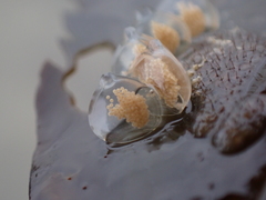 Tritia reticulata