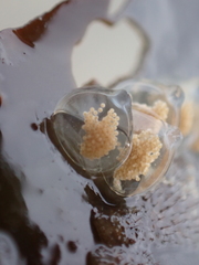 Tritia reticulata