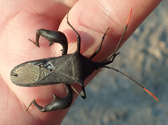 Anoplocnemis curvipes