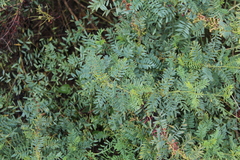 Indigofera cryptantha cryptantha