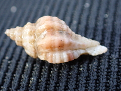 Ocenebra erinaceus