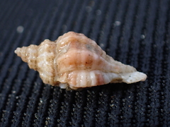 Ocenebra erinaceus