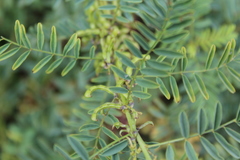 Indigofera cryptantha cryptantha