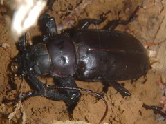 Rhaphipodus