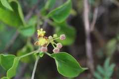 Pentarrhinum insipidum