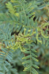 Indigofera cryptantha cryptantha