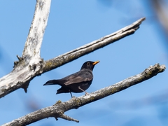 Turdus merula