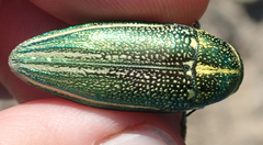 Amblysterna natalensis