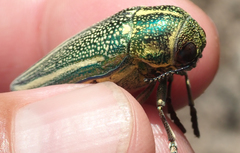 Amblysterna natalensis