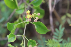 Pentarrhinum insipidum