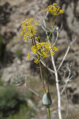 Ferula ugamica