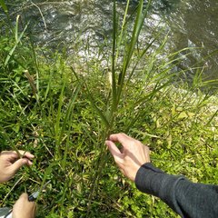 Phragmites vallatoria