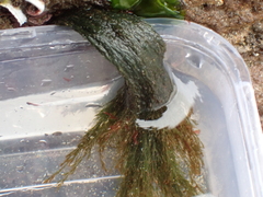 Cladophora rupestris