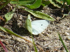 Pieris rapae