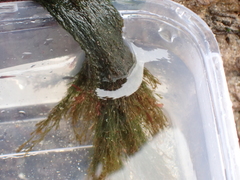 Cladophora rupestris