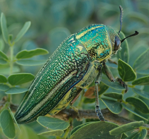 Amblysterna