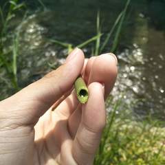 Phragmites vallatoria