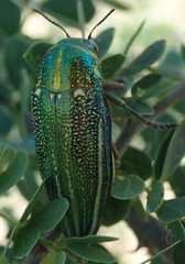 Amblysterna natalensis