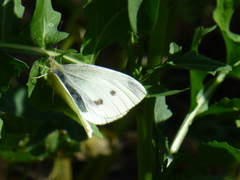 Pieris rapae