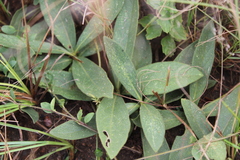 Pygmaeothamnus zeyheri