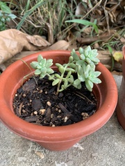 Graptopetalum mendozae
