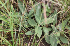 Pygmaeothamnus zeyheri