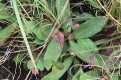 Pygmaeothamnus zeyheri