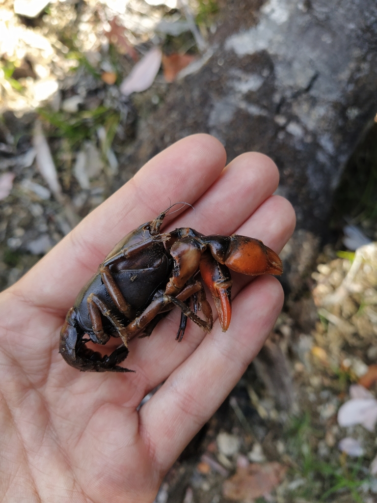 Parastacus nicoleti