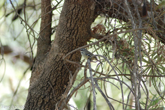 Sericornis maculatus