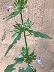 Dicliptera magaliesbergensis