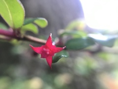 Fuchsia microphylla