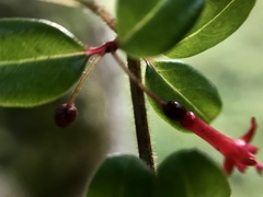 Fuchsia microphylla
