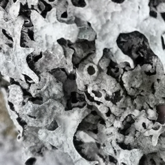 Parmelia sulcata