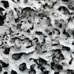 Parmelia sulcata