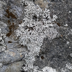 Parmelia sulcata