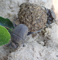 Allogymnopleurus splendidus