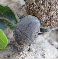 Allogymnopleurus splendidus