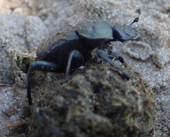 Allogymnopleurus splendidus