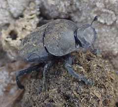 Allogymnopleurus splendidus