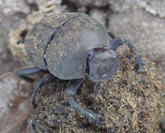 Allogymnopleurus splendidus