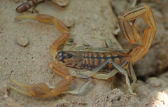 Uroplectes planimanus