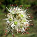 Allium ericetorum - Photo (c) Joan Simon, algunos derechos reservados (CC BY-SA)
