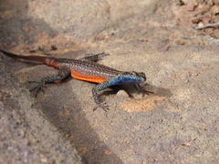 Platysaurus minor