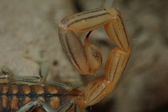 Uroplectes planimanus