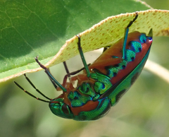 Calidea dregii