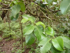Xanthostemon oppositifolius