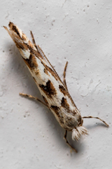 Phyllonorycter apparella