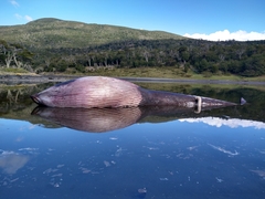 Balaenoptera borealis